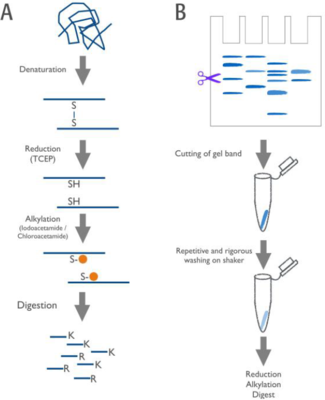 蛋白质自动酶切系统